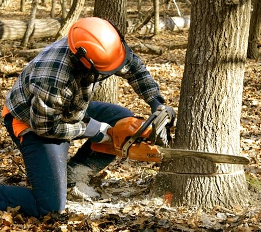 Tree Removal in Cedar Point, KS